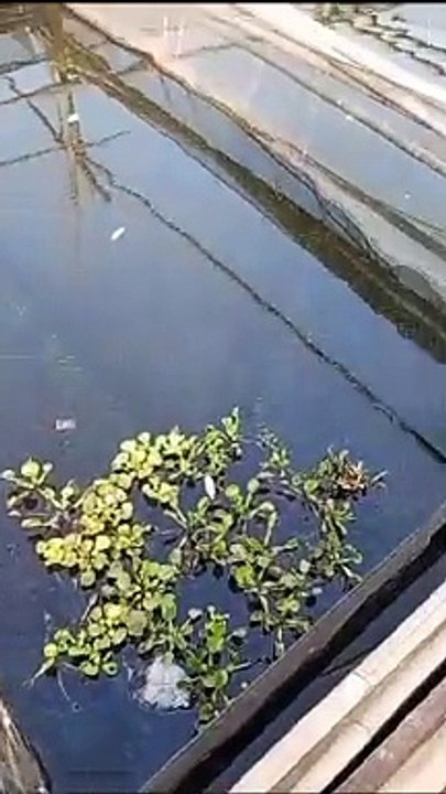 Bagaimana menurut kalian tentang kolam jaring❓Cepat atau Lambat pertumbuhan ikan lele❓