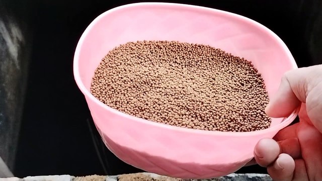 Ini pelet yang saya gunakan untuk pakan indukan lele