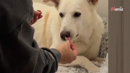 Sauvé de la maltraitance, ce chien de 10 ans mange du steak pour la 1ère fois