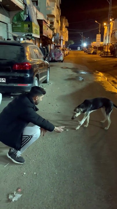 Jovens palestinianos auxiliam cão ferido em hos...
