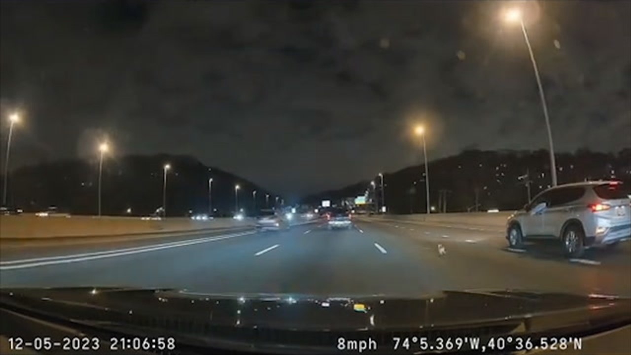 Chihuahua running down Staten Island Expressway