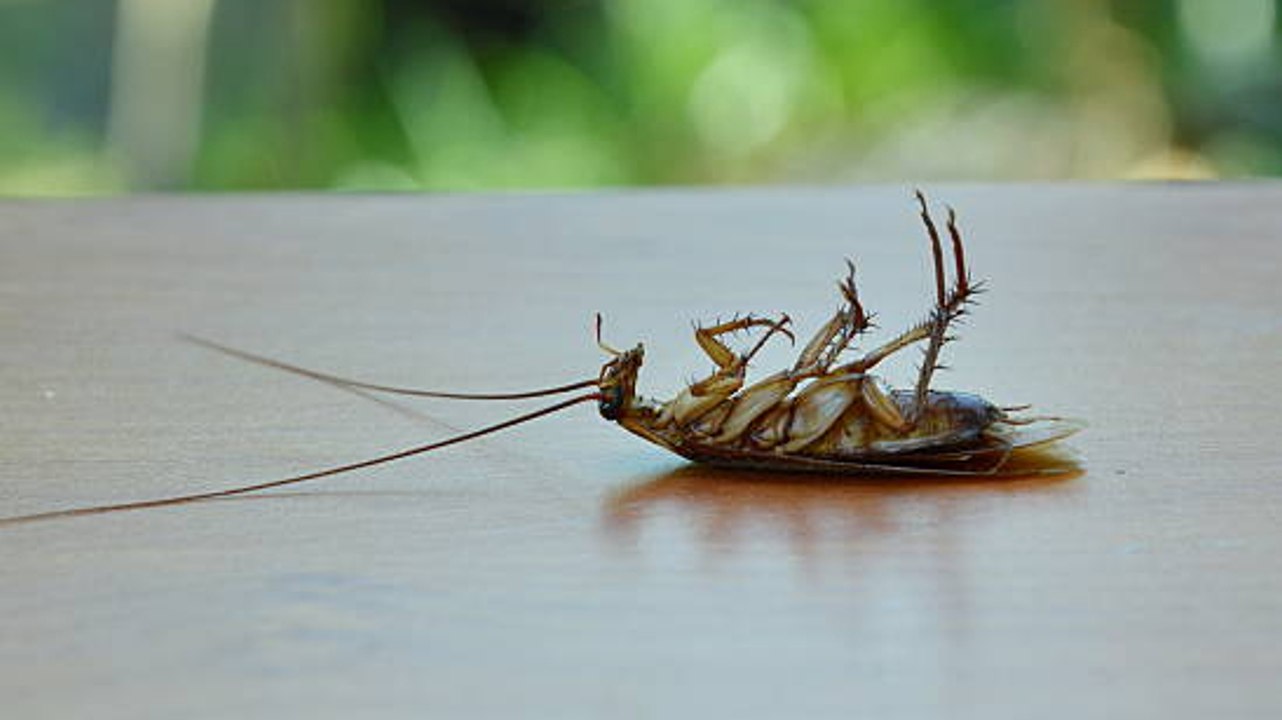 Hombre Hace Estallar Su Casa Intentando Matar Una Cucaracha