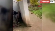 Sivas'ta mahsur kalan yaban keçisi cep telefonuyla görüntülendi