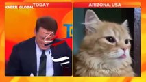 Yanlışlıkla TV'deki bir canlı yayına katılan kedinin görüntüleri viral oldu