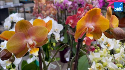 Roland Motte, jardinier : choisir votre orchidée