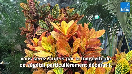 Roland Motte, jardinier : illuminez votre intérieur avec les plantes au feuillage panaché