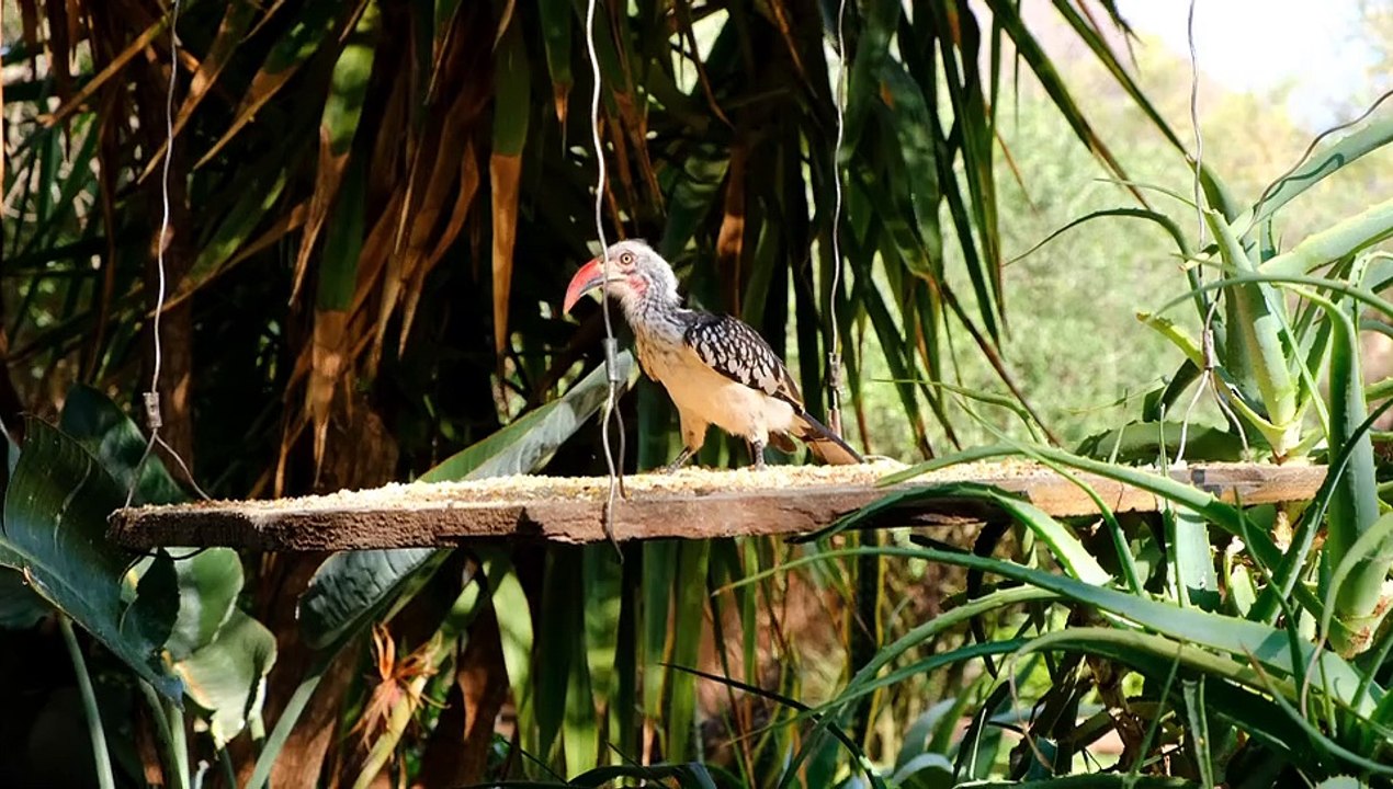 Nature and birds 5