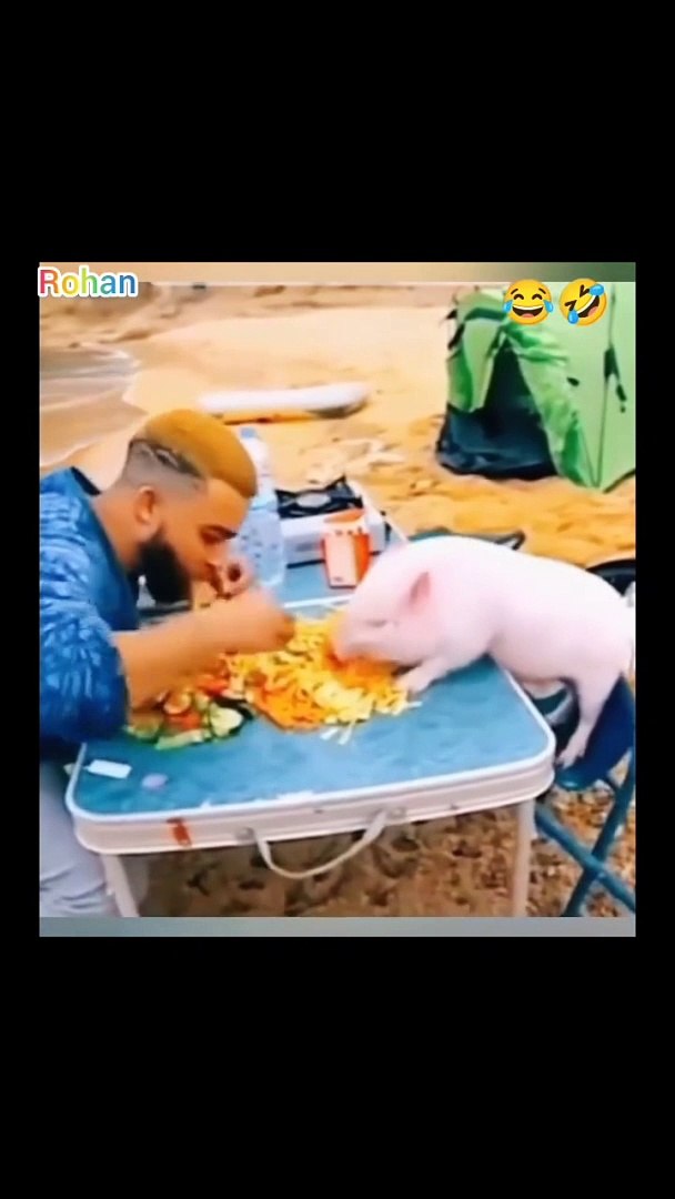 ⁣Funniest animals video  Animals Funny moments