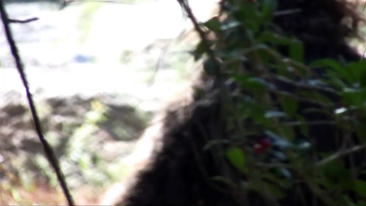 American Monsters: Werewolves, Wildmen and Sea Creatures | movie | 2014 | Official Trailer