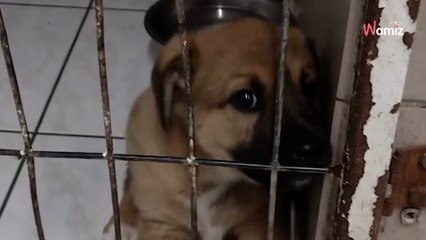 The way this homeless puppy begs for attention is heartbreaking (video)