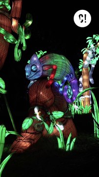 Venez découvrir la Jungle en voie d'Illumination !