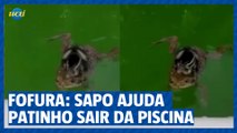 Fofura: sapo ajuda patinho sair da piscina