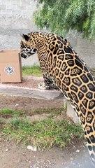 ¡Predicción de jade sobre el partido de la final Tigres vs América!