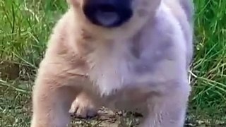 Wiggle Wonders Short and Sweet Puppy Adventures | Tiny Cuteness