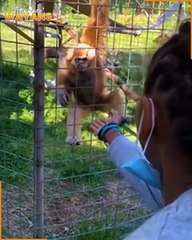 Laugh Tracks at the Zoo