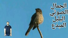 _تغريد البلبل صوت العندليب
