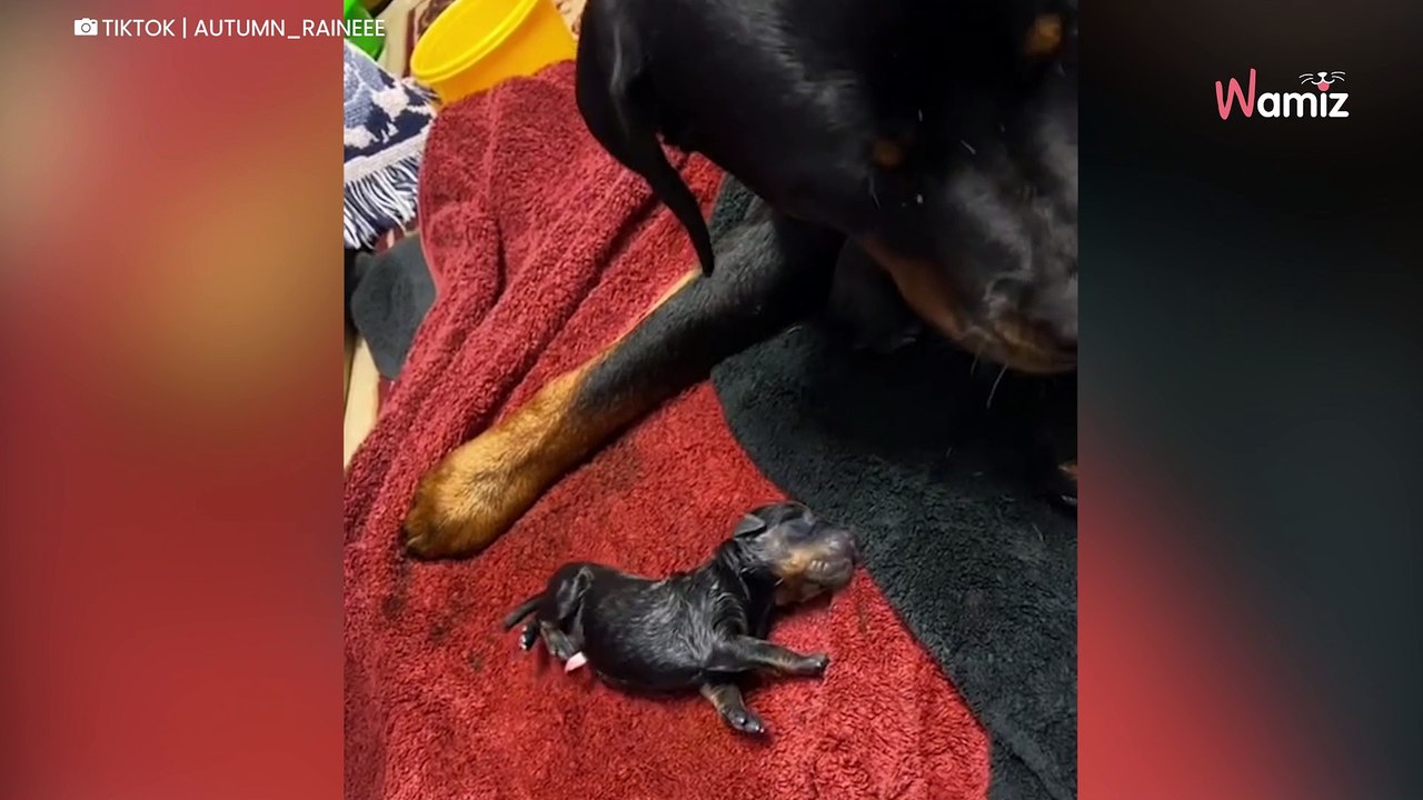 Rottweiler gebärt Welpen: Niemand kann glauben, wie groß der Wurf ist!