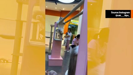 Vaikuttava video: jotkut kissat näyttävät omaavan supervoimia