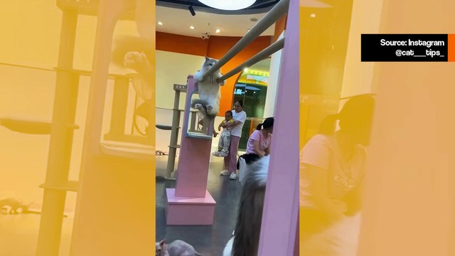 Vaikuttava video: jotkut kissat näyttävät omaavan supervoimia