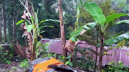 Heavy rain with thunder in traditional Indonesian village__sleep well in 5 minutes