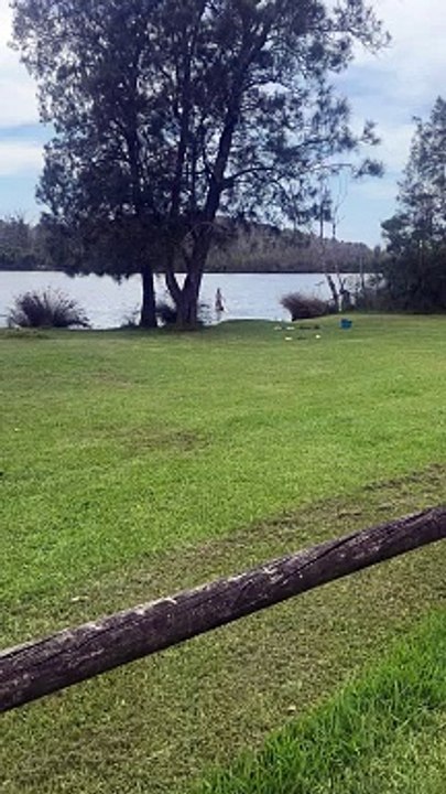 Dog Barks At Lakeside Kangaroo