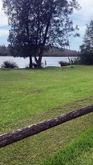 Dog Barks At Lakeside Kangaroo