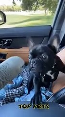 "Feline Funnies: Whisker-Whimsical Tales of Hilarious Hijinks!"