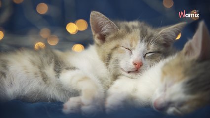 Bezdomny kot znajduje dom i zostawia nowej rodzinie pod choinkąniezwykły prezent (video)