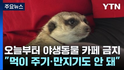 야생동물 카페 금지! 먹이주기와 만지도 불가 🐾