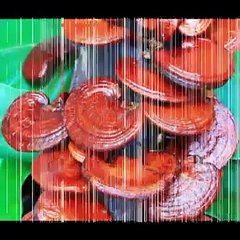 Ganoderma لماذا علاج سرطان #البروستاتا مع #الفطر الريشي (جانوديرما)