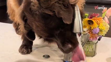 Mostra l'abitudine mattutina del suo Terranova in cucina: il video è appassionante! (Video)