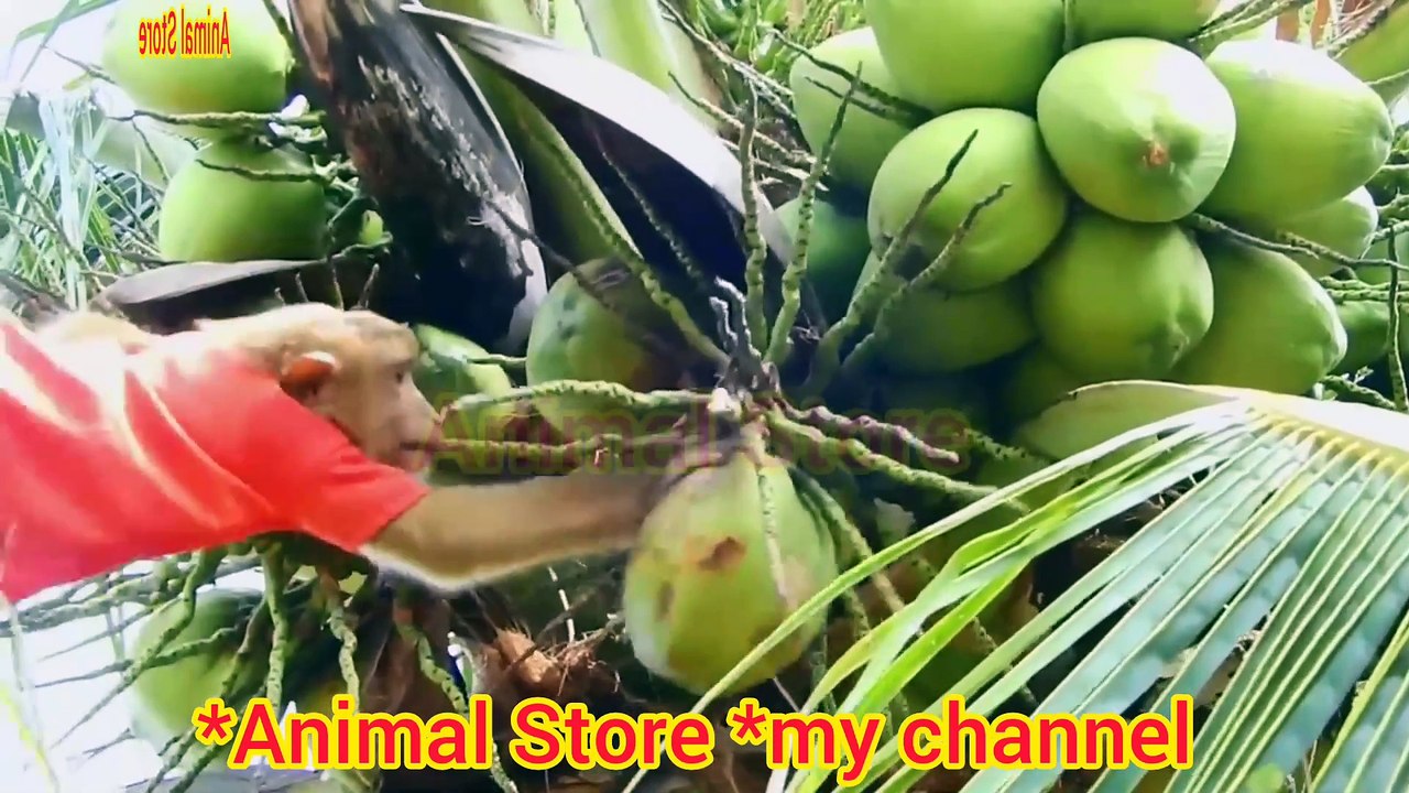 See how monkeys get coconuts from coconut trees