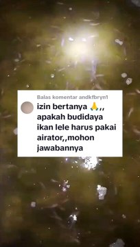 Apakah budidaya ikan lele harus pakai AERASI/AERATOR❓