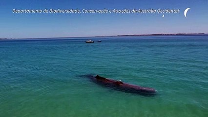 Cachalote morre após entrar em águas rasas da Austrália