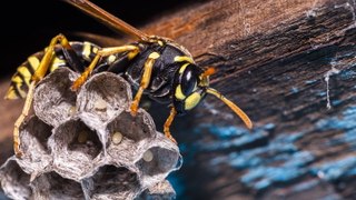 Wasp Control Methods: How To Get Rid of Wasps