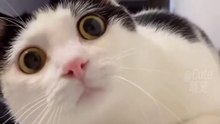 Funny animal moments 