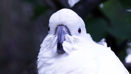 Beautiful white bird