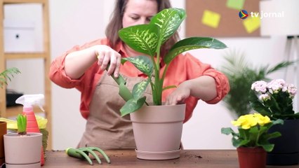 QUAIS PLANTAS TRAZEM AZAR? 3 ESPÉCIES PARA VOCÊ EVITAR