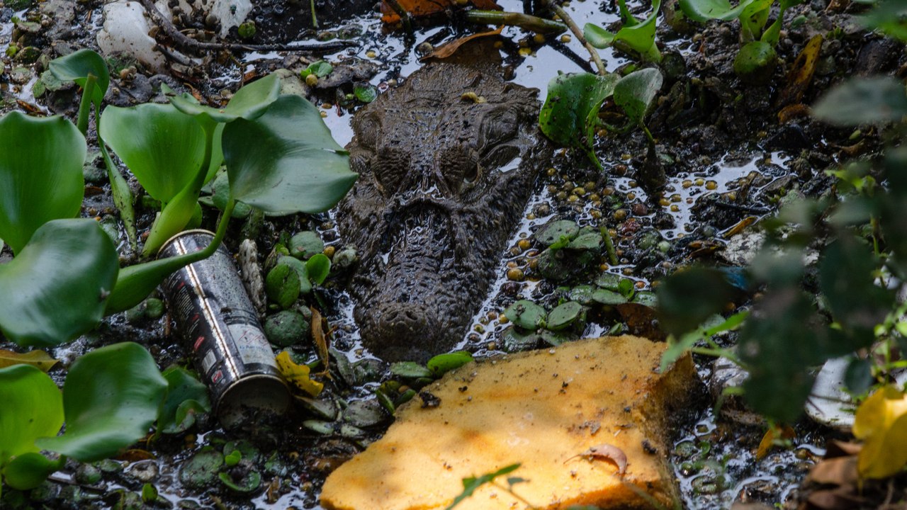 Caimanes de Río de Janeiro en peligro de extinción por la expansión urbana