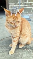 Billi chuha muqabla dekhen aapke liye