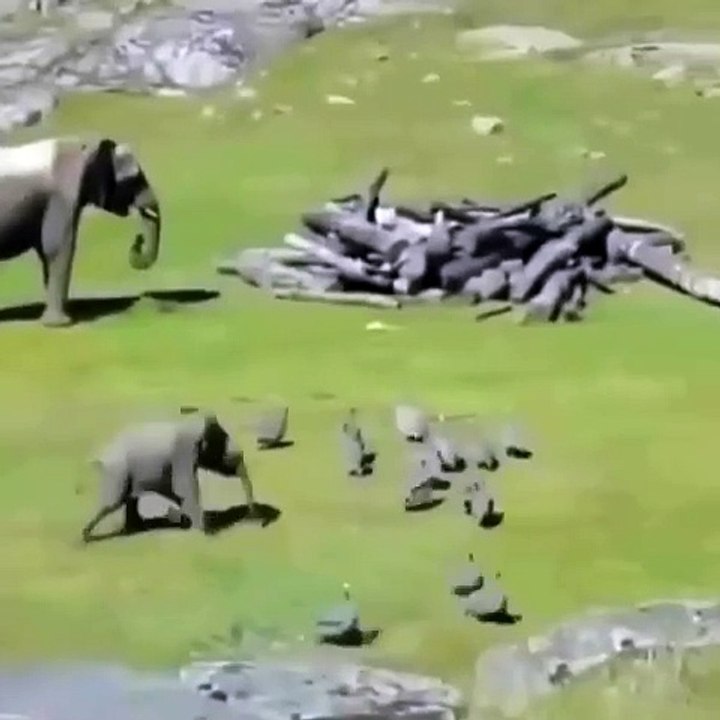 Baby elephant learning to protect momma elephant by chasing off birds