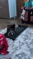 Cat Tries Treadmill