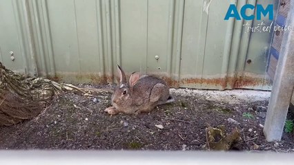 Port Campbell's rabbit problem - December 13, 2023 - Warrnambool Standard