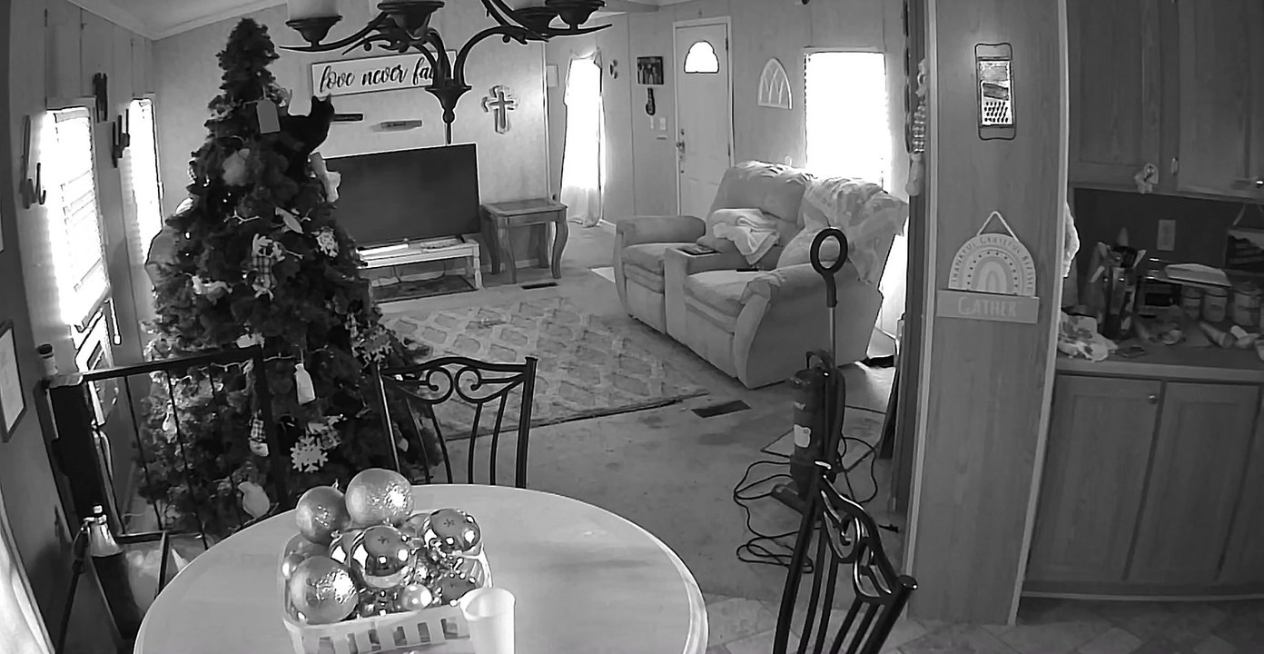 Cats Caught Red Handed in Christmas Tree