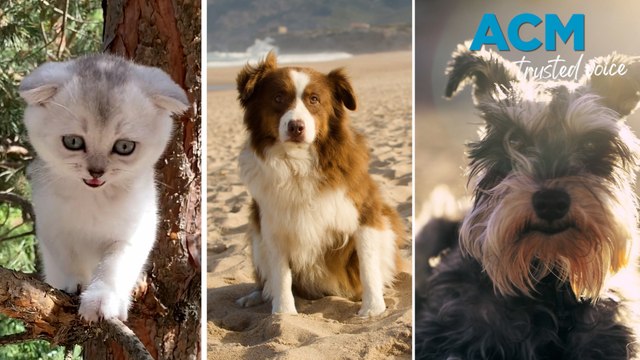 How to keep pets safe and healthy during summer