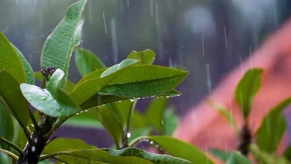 Relaxing Afternoon Rain Sounds 🌧️ for a Cozy Vibe