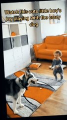 The joy of a child playing with the crazy dog/