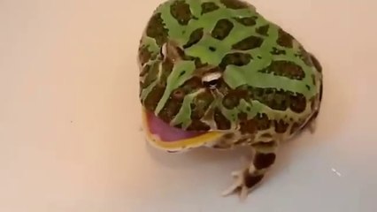33 screaming frogs