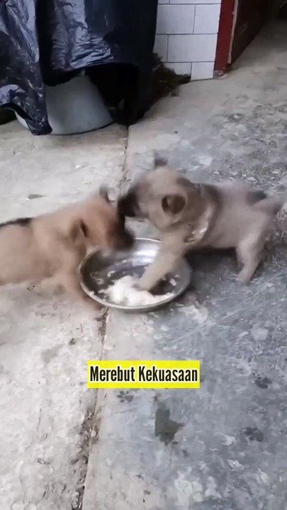 Pertarung Merubuhkan Menjadi Ketua, Supaya Banyak Pengikut Yang Diperintah
