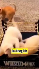 Pertarung Dapat Hadiah Janda Pirang Cantik Kaya Raya